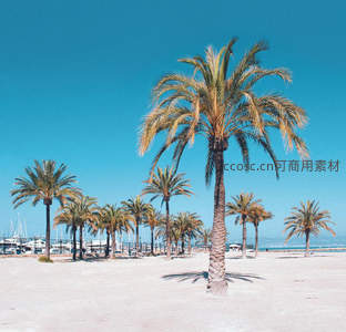 晴空下的棕榈树与海滨码头