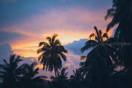 椰林剪影映衬绚烂晚霞