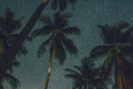 星空下的椰林静谧夜景