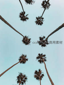 仰望蓝天下的棕榈树冠