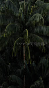 茂密椰林中的绿色秘境