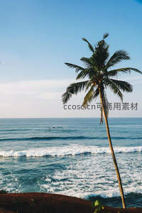 海边孤棕榈树迎海浪