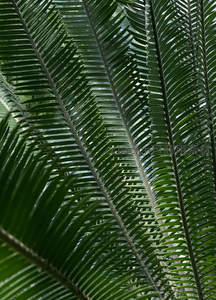 棕榈叶脉纹理微距特写