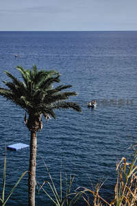 海岸棕榈树眺望远海