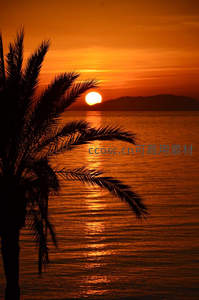 落日熔金海天一色，棕榈剪影醉人心扉