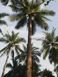 仰望苍穹椰影婆娑，绿意盎然生机勃勃