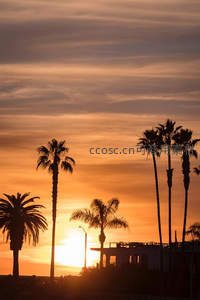夕阳西下棕榈树剪影与建筑轮廓