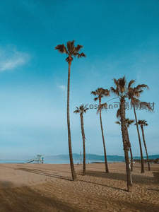 晴空之下，棕榈树挺立沙滩