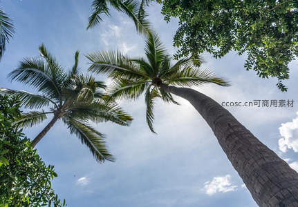 仰视巨木，椰树直指云霄