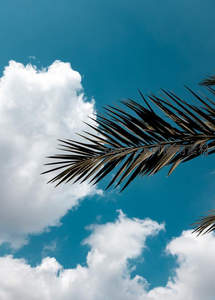 棕榈叶剪影映衬蔚蓝天空