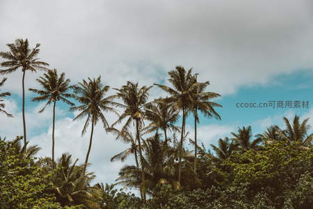 成排椰树矗立于多云天空下