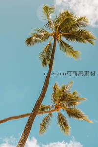 蓝天下的椰树仰拍，热带风情扑面而来