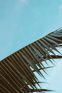几何线条的棕榈叶，简约美学与天空交融