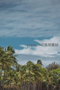 风中摇曳的椰林与多云天空
