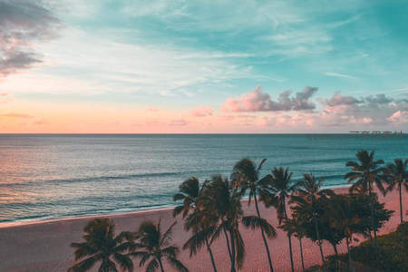 粉蓝暮色下的椰林海岸线