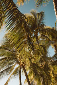 阳光穿透椰叶的金色时刻