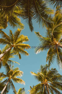 仰望蓝天下的椰林穹顶