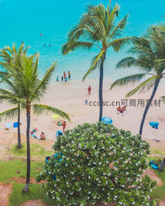 椰影婆娑的海滨，游人戏水享清凉