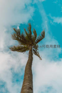 仰望椰树冲云霄，蓝天白云作背景