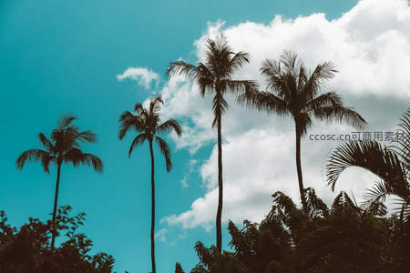 剪影椰树与云朵的静谧画卷