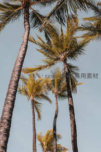 仰望高耸椰树，蓝天为幕