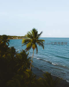 海岸边孤椰临风听涛