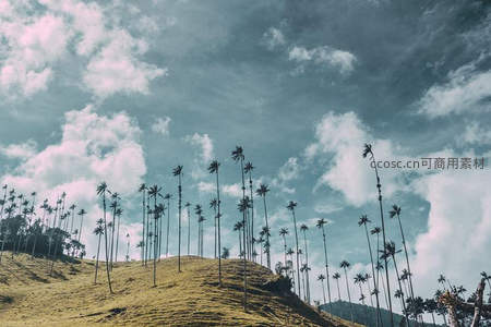 云海山巅千株蜡棕成林