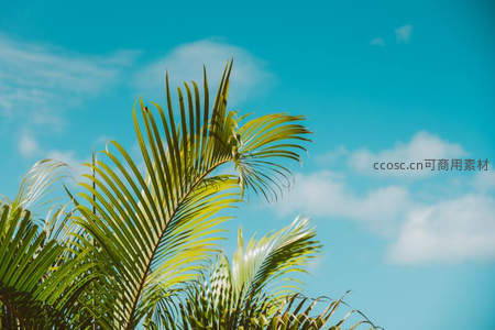 碧空下的棕榈叶特写，阳光洒满热带风情