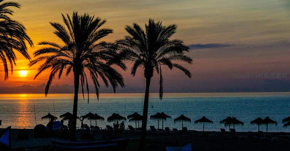 夕阳西下剪影椰树，金色余晖洒满静谧海面