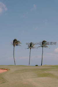高尔夫球场绿茵之上，三棵椰树迎风挺立如画
