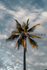仰望苍穹椰树参天，云卷云舒间果实累累挂枝头