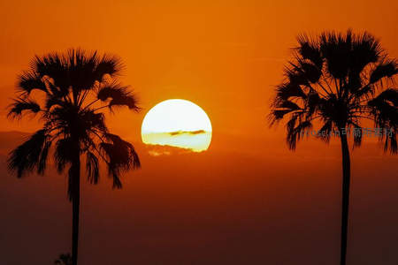 橙红天幕中两棵棕榈树剪影的日落奇观