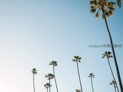 蓝天之下棕榈成行，夏日风情尽显