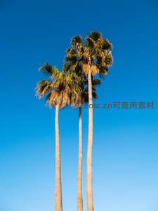 三株棕榈并肩而立，湛蓝天空为幕