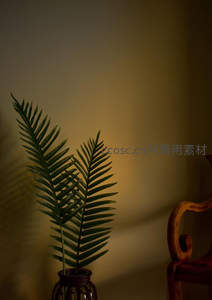 室内蕨叶静置瓶中，暖光映衬雅致