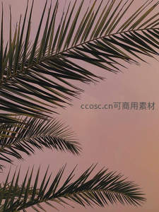 棕榈叶剪影映粉霞，暮色温柔如画