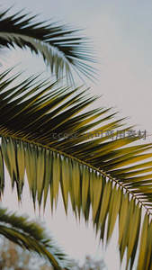 特写棕榈叶脉清晰，黄绿交织生辉