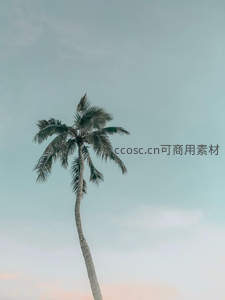 孤影独立，淡雅天空中的椰树风姿