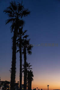 月挂椰梢夜幕垂，城市灯火渐朦胧