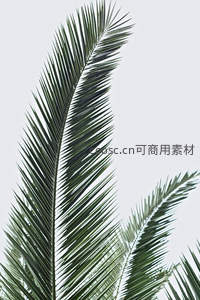 微距特写棕榈叶，绿意盎然显生机