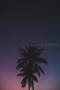 暮色中椰树剪影，浪漫紫霞满天