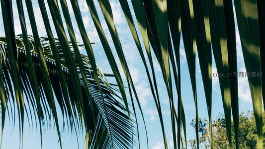 蓝天映衬下的椰子树剪影