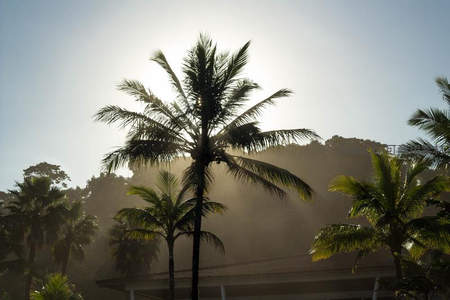 晨雾中椰树剪影，阳光穿透林间洒落温暖