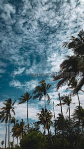 椰林剪影下的奇幻云海