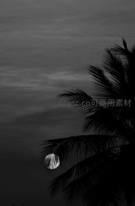 月光透过椰叶的静谧夜景