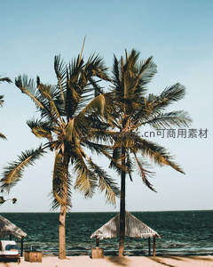 沙滩椰树与海景的悠闲时光