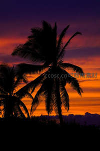 椰影剪影映霞光