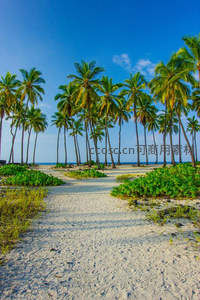阳光沙滩椰林道，通向碧海蓝天的秘境