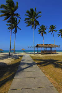 小径通幽椰林海滩凉亭