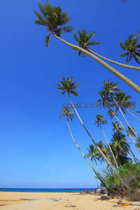 斜阳椰林沙滩漫步好去处